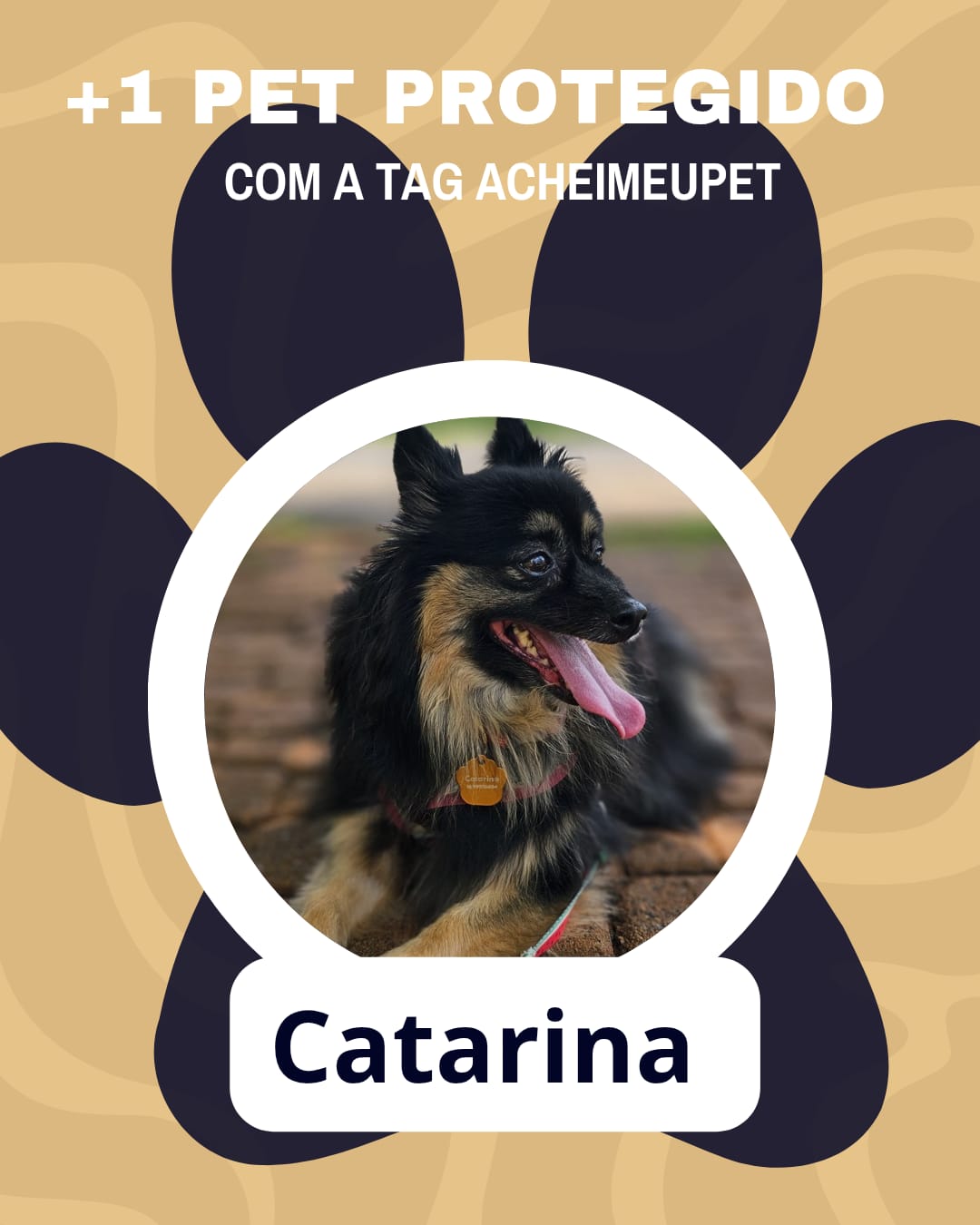 Catarina